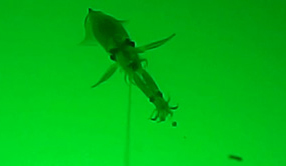 ops381UV_001.jpg